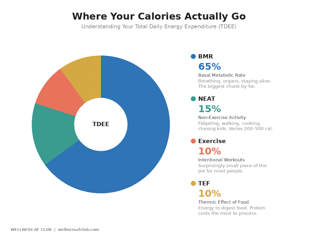 TDEE pie chart showing how your body burns calories — BMR 65%, NEAT 15%, exercise 10%, thermic effect 10%